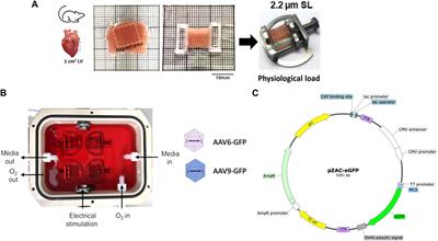 Living myocardial slices for the study of nucleic acid-based therapies